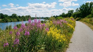 Dyke Trail Wildflowers