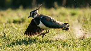 Dynamic Run Lapwing