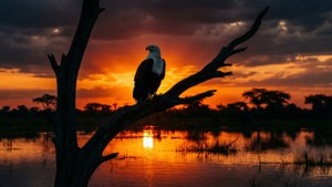 Eagle at Dusk