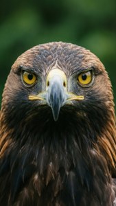 Eagle Gaze Portrait