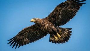 Eagle in Flight