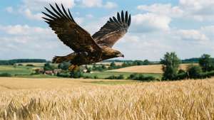 Eagle Over Wheat Fields