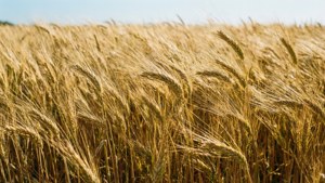 Ears of Wheat Field