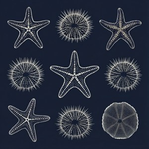 Echinoderm Pattern Navy