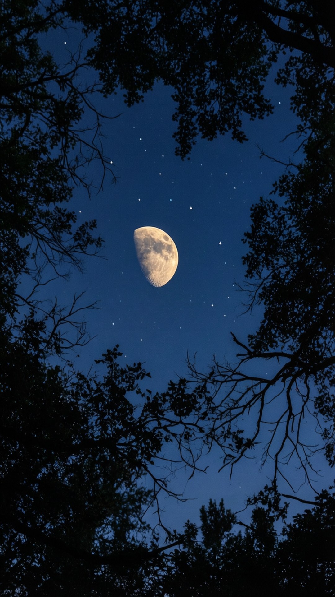 Eclipse Through Branches by Wallpapers.art Studio