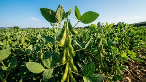 Edamame Field in Sunlight