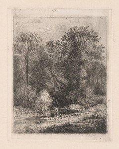 Een beek in het bos