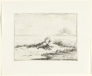 Een kreeft kijkt naar de zon