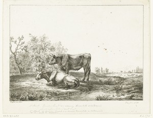 Een stier en een koe in een weiland