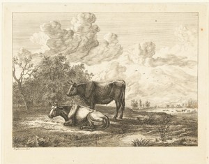 Een stier en een koe in een weiland