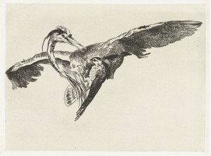Een valk overvalt een reiger in de vlucht