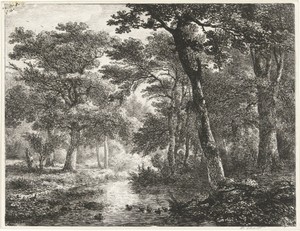 Eenden in bosvijver