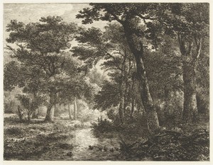 Eenden in bosvijver