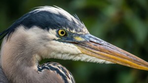 Egret Close-Up Portrait