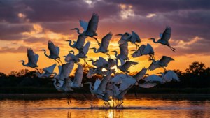 Egret Flock Sunset