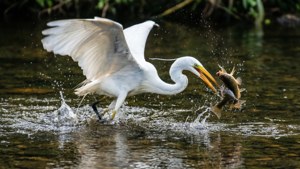 Egret Hunting Catch