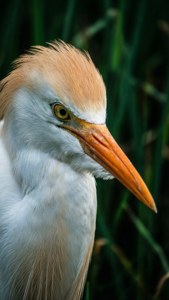 Egret Portrait Detail