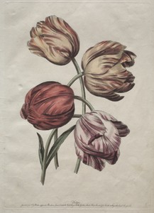 Eight Beautiful Groups of Natural Flowers in Outlines by de la Cour:  Tulips