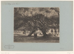 Eikenbomen bij de kerk van Cimiez
