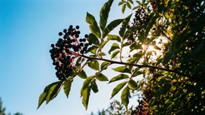 Elderberries Against Blue Sky