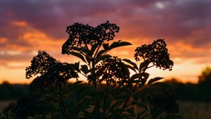 Elderberry Bush Sunset