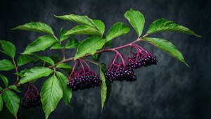 Elderberry Dark Backdrop