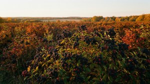 Elderberry Field Sunset
