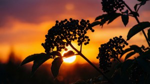 Elderberry Silhouette Sunset