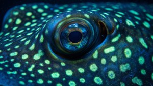 Electric Ray Macro Eye