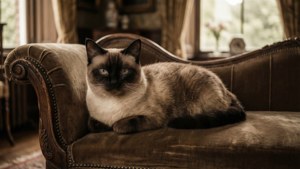 Elegant Lounger
