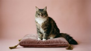 Elegant Mittens