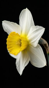 Elegant Narcissus Isolation