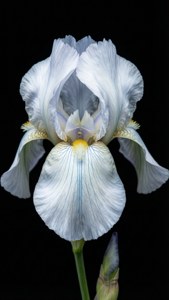 Elegant White Iris
