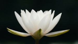 Elegant White Lily