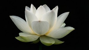 Elegant White Lotus