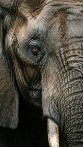 Elephant Eye Wisdom