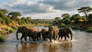 Elephant River Crossing