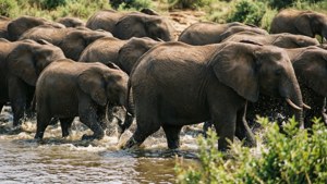 Elephant River Crossing