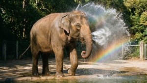 Elephant Splash