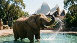 Elephant Splash with Opera House