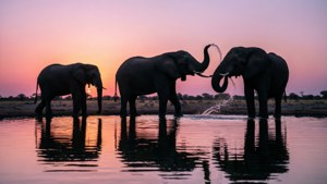 Elephant Sunset Silhouette