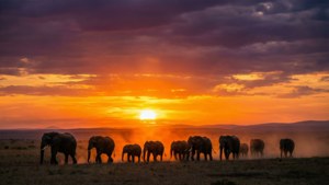Elephants at Sunset