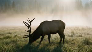 Elk Misty Meadow