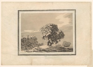 Elm