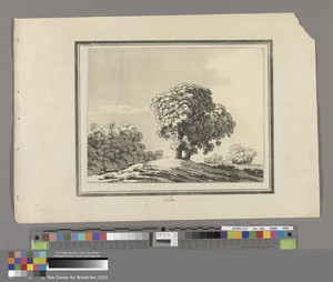 Elm