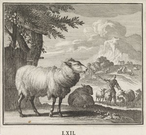 Embleem: schaap