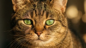 Emerald Eyes Close-Up