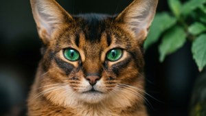 Emerald Gaze