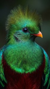 Emerald Gaze