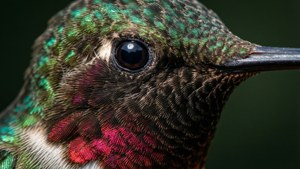 Emerald Gaze